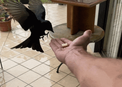 Bird wildlife encounter at Farm21 Garden Route