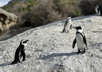 Dolphins swimming at Simons Town South Africa