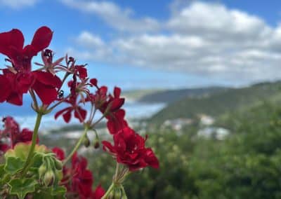 Flower blooming before Wilderness beach