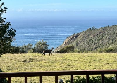Bushbuck walking around Farm21