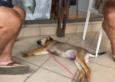 Gobi the dog resting at Farm21