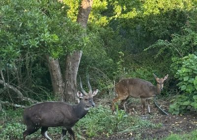 Bushbuck Couple