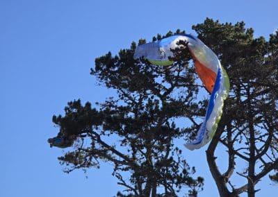 Paraglider hanging in tree