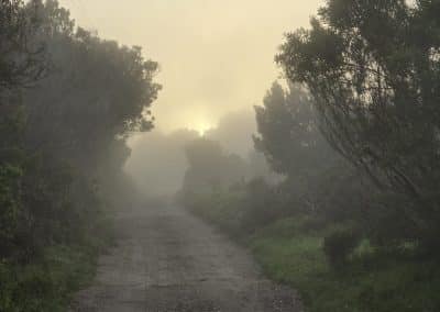 Misty servitude road at Farm21