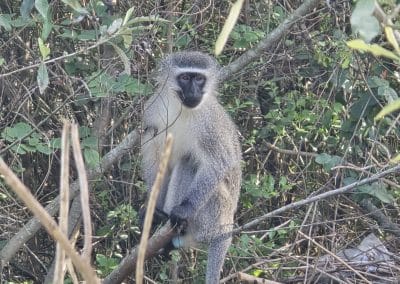Vervet monkey at Farm21 Ecoresort